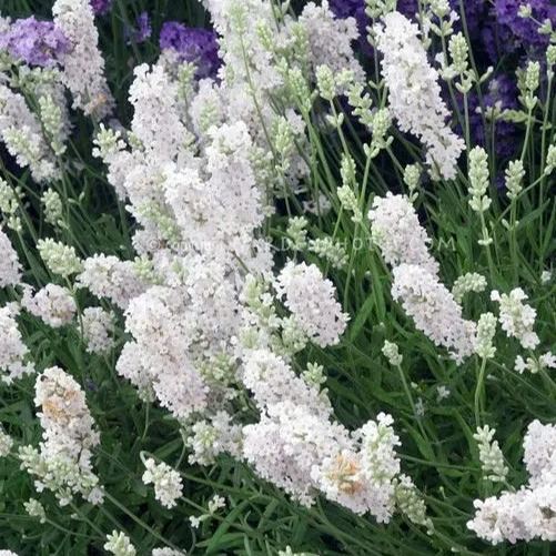 Perennial Lavender Seeds