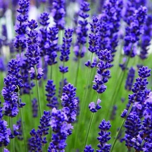 Perennial Lavender Seeds