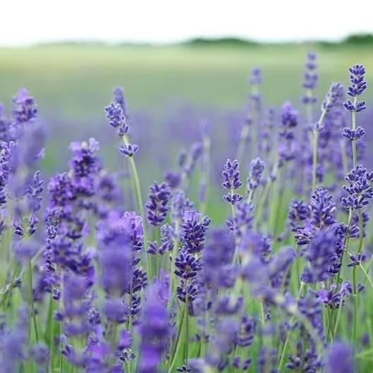 Perennial Lavender Seeds