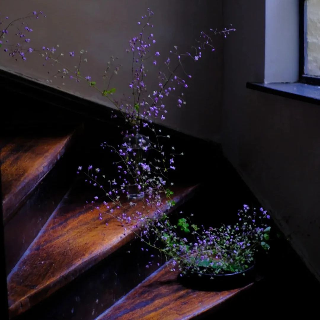 Hardy and Easy-to-Grow Thalictrum Seeds 🌿