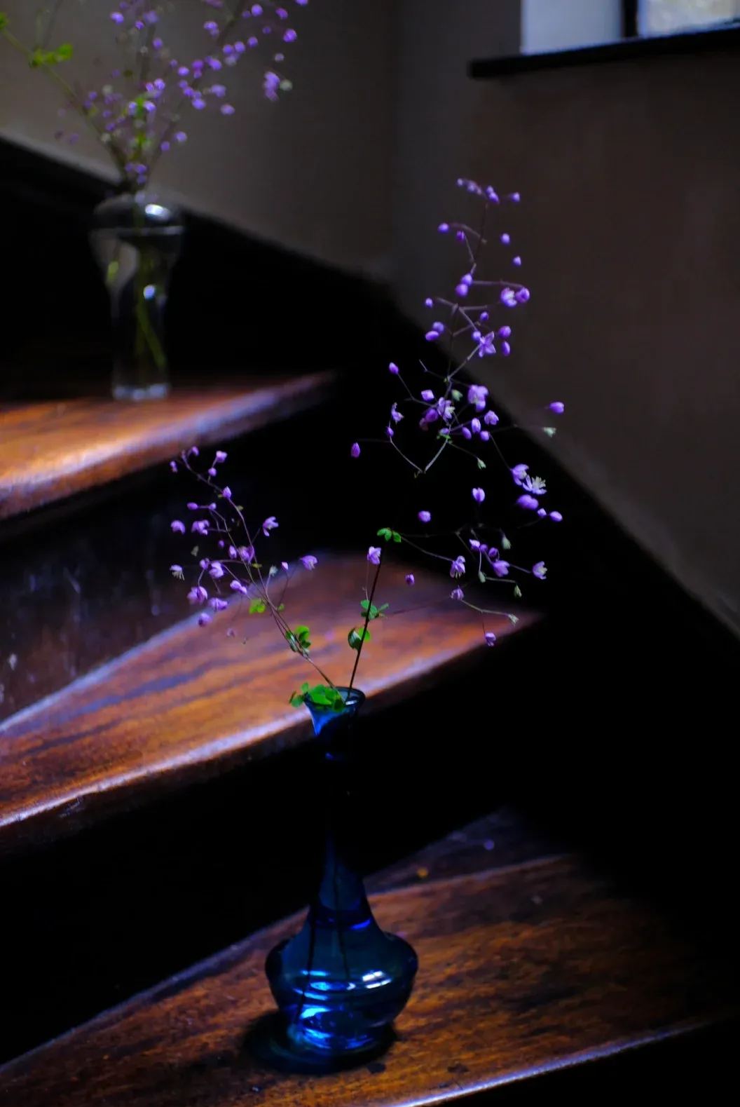 Hardy and Easy-to-Grow Thalictrum Seeds 🌿