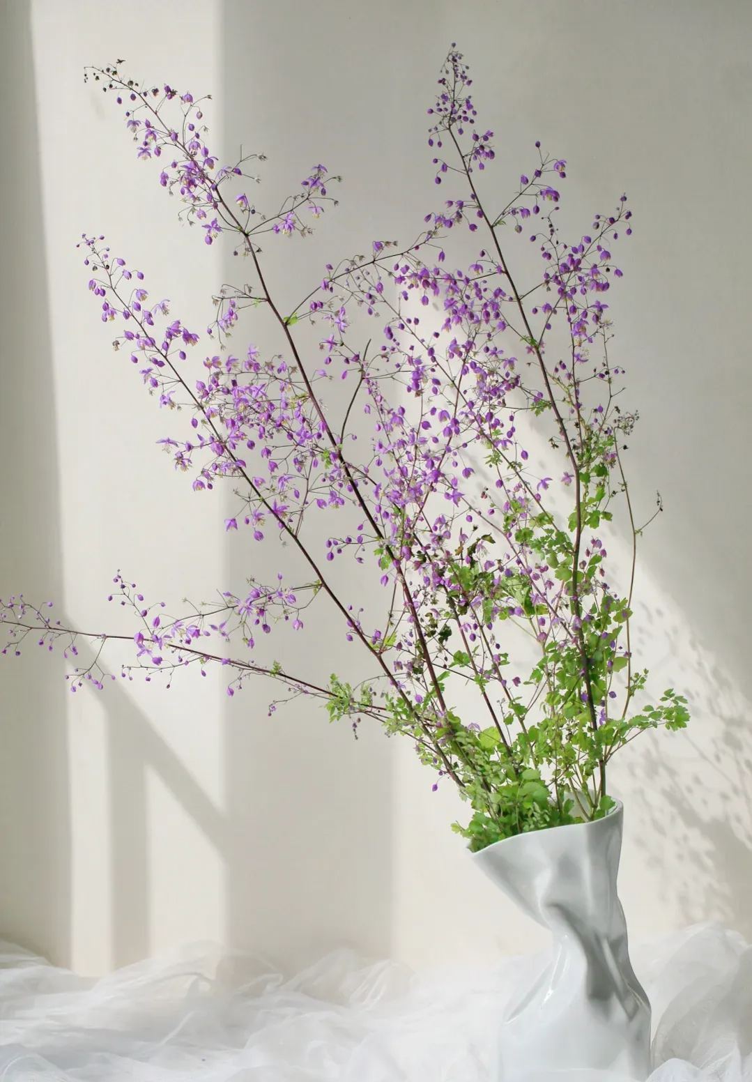 Hardy and Easy-to-Grow Thalictrum Seeds 🌿