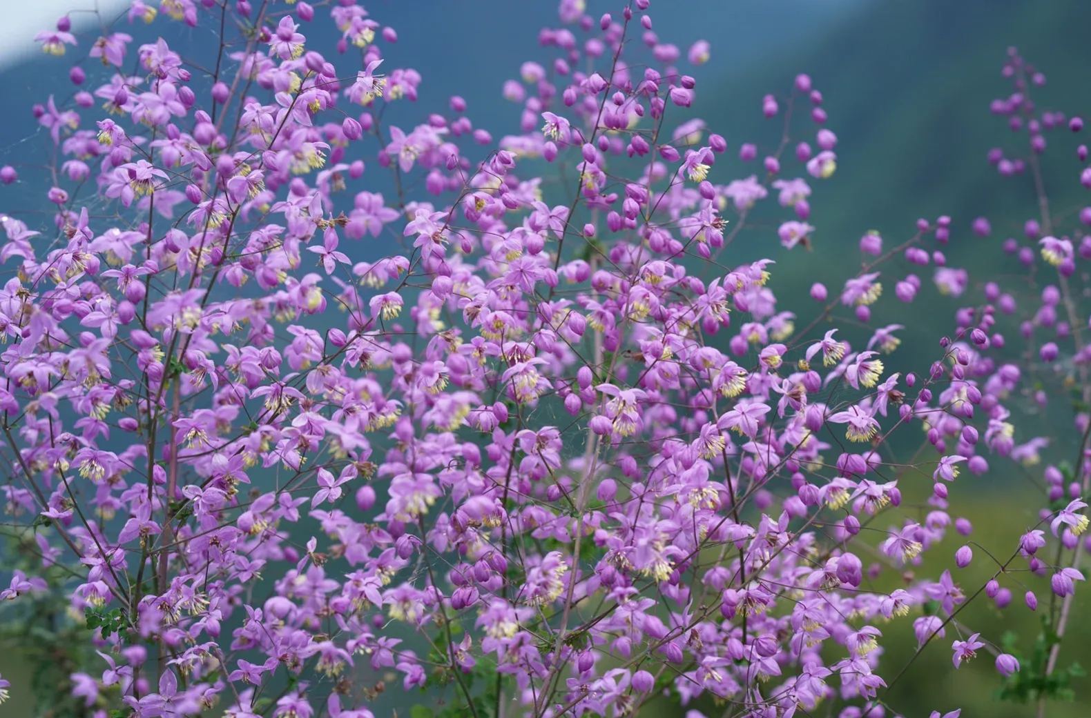 Hardy and Easy-to-Grow Thalictrum Seeds 🌿