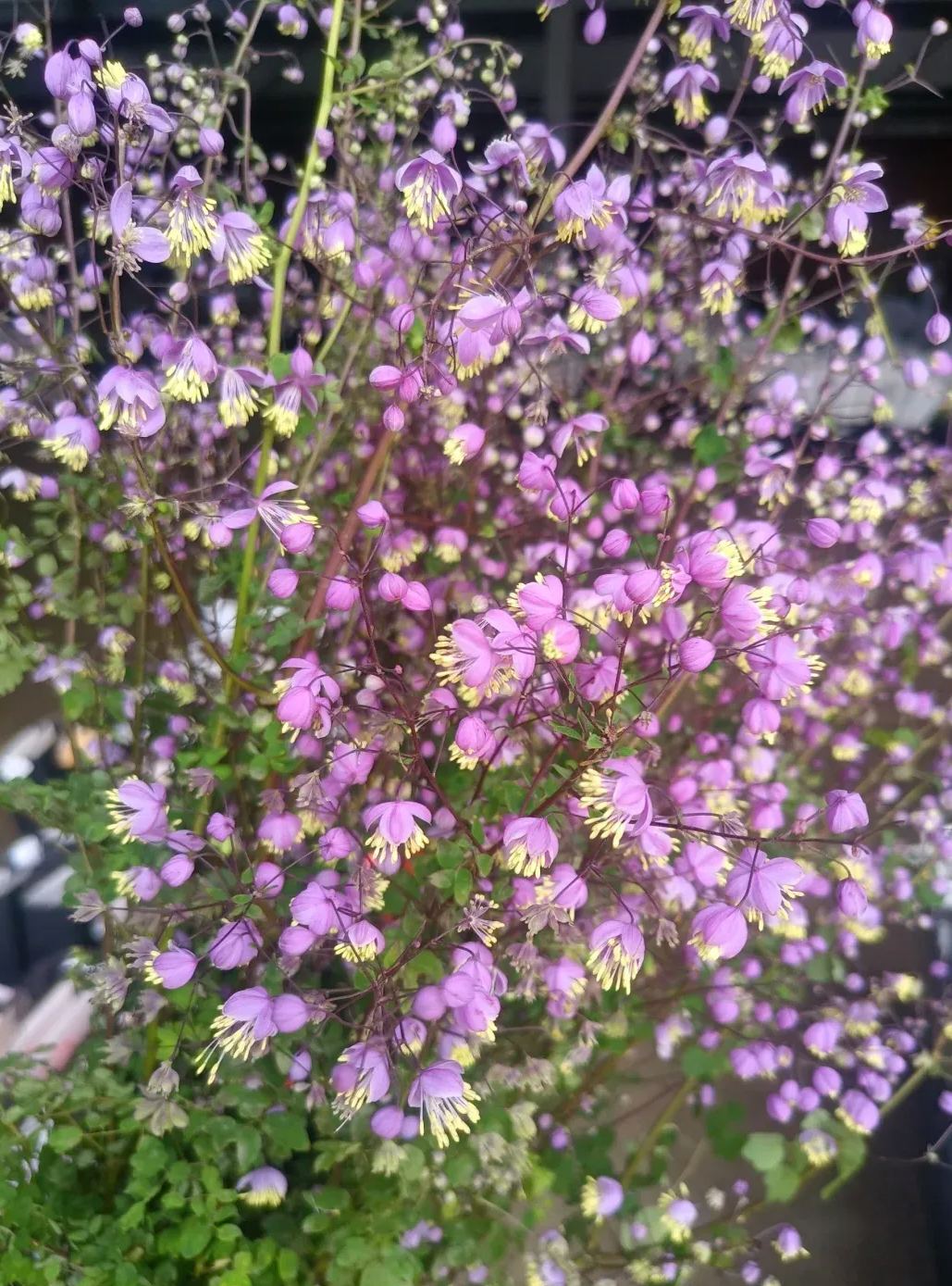 Hardy and Easy-to-Grow Thalictrum Seeds 🌿