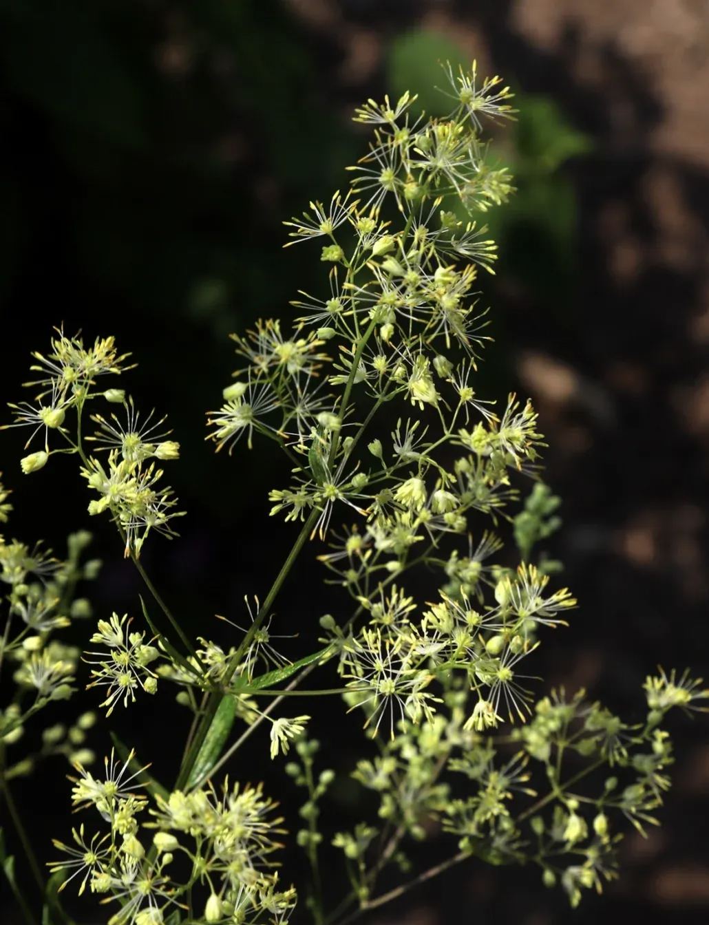 Hardy and Easy-to-Grow Thalictrum Seeds 🌿