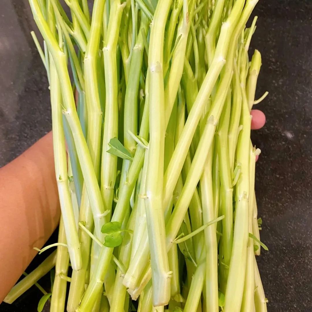 Water Spinach Seeds, Kangkong Seeds