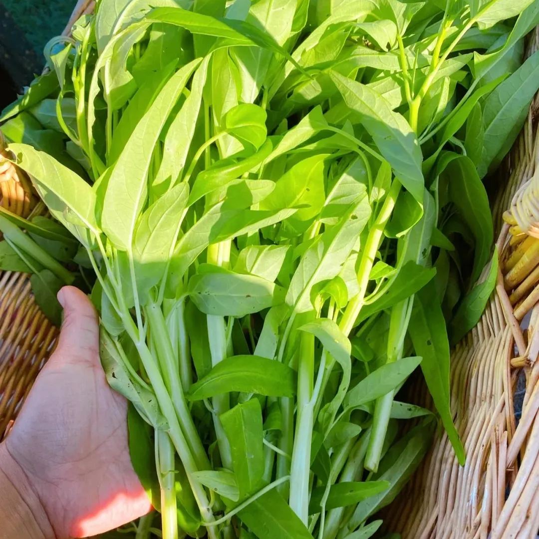 Water Spinach Seeds, Kangkong Seeds
