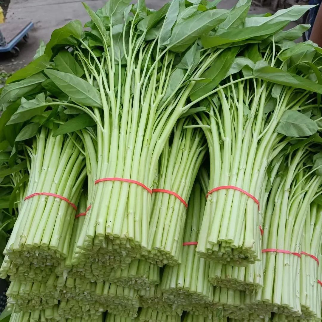 Water Spinach Seeds, Kangkong Seeds