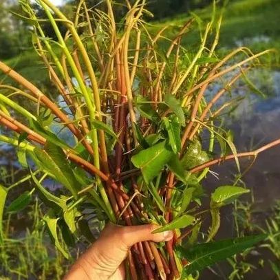 Water Spinach Seeds, Kangkong Seeds