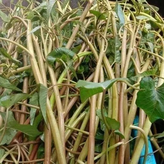 Water Spinach Seeds, Kangkong Seeds