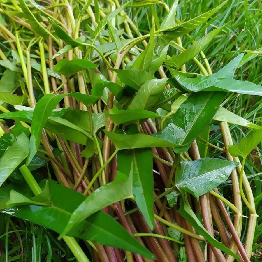 Water Spinach Seeds, Kangkong Seeds