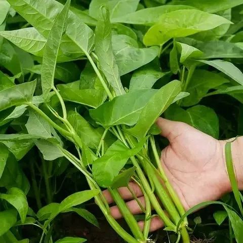 Water Spinach Seeds, Kangkong Seeds