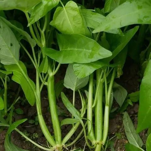 Water Spinach Seeds, Kangkong Seeds