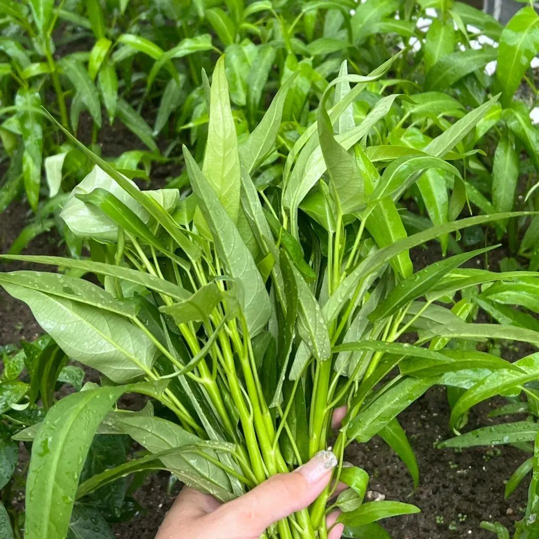 Water Spinach Seeds, Kangkong Seeds