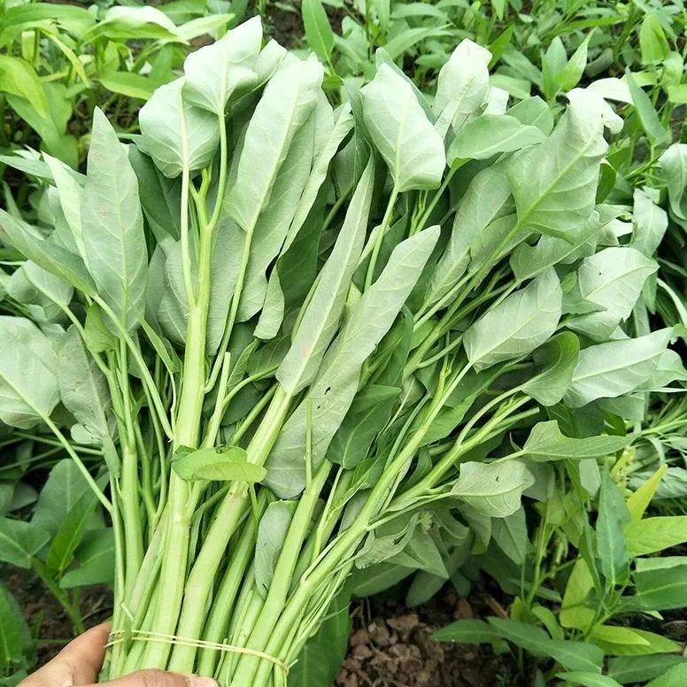 Water Spinach Seeds, Kangkong Seeds