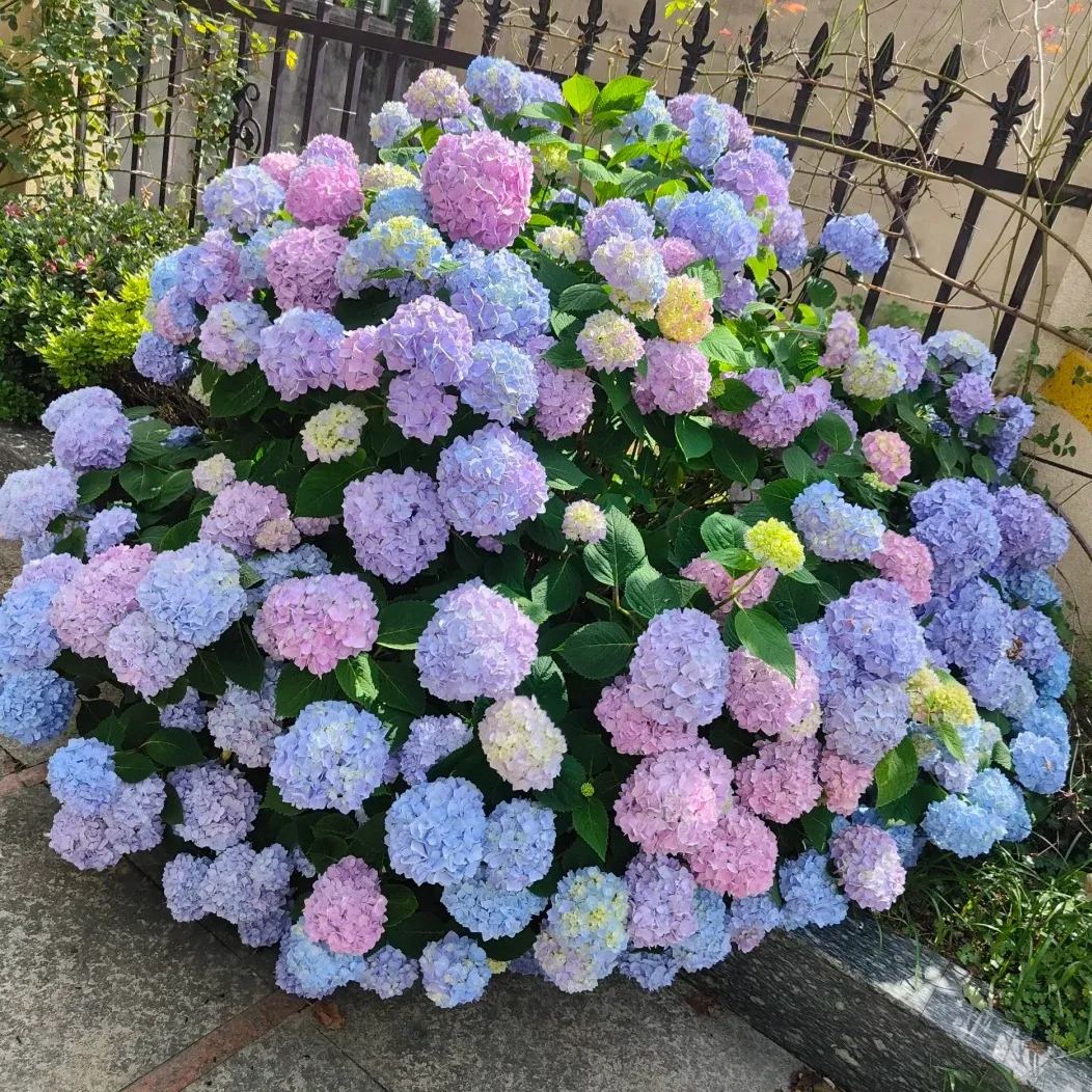 Hydrangea Flower Seeds