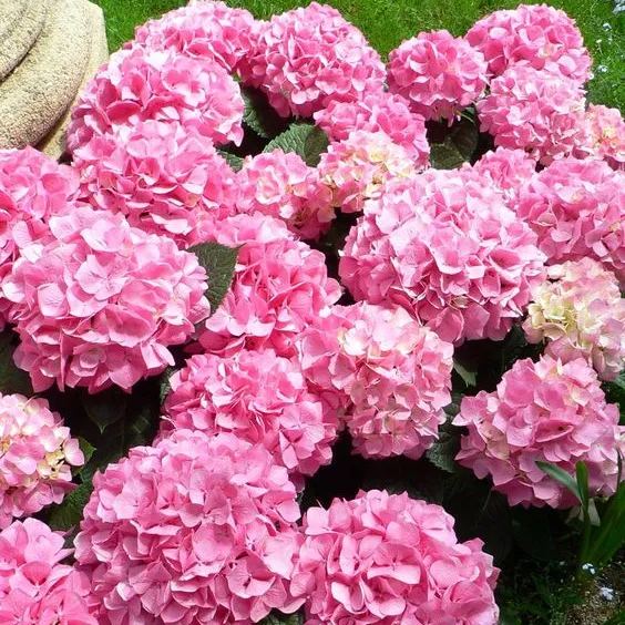 Hydrangea Flower Seeds