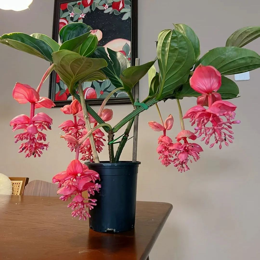 Medinilla magnifica