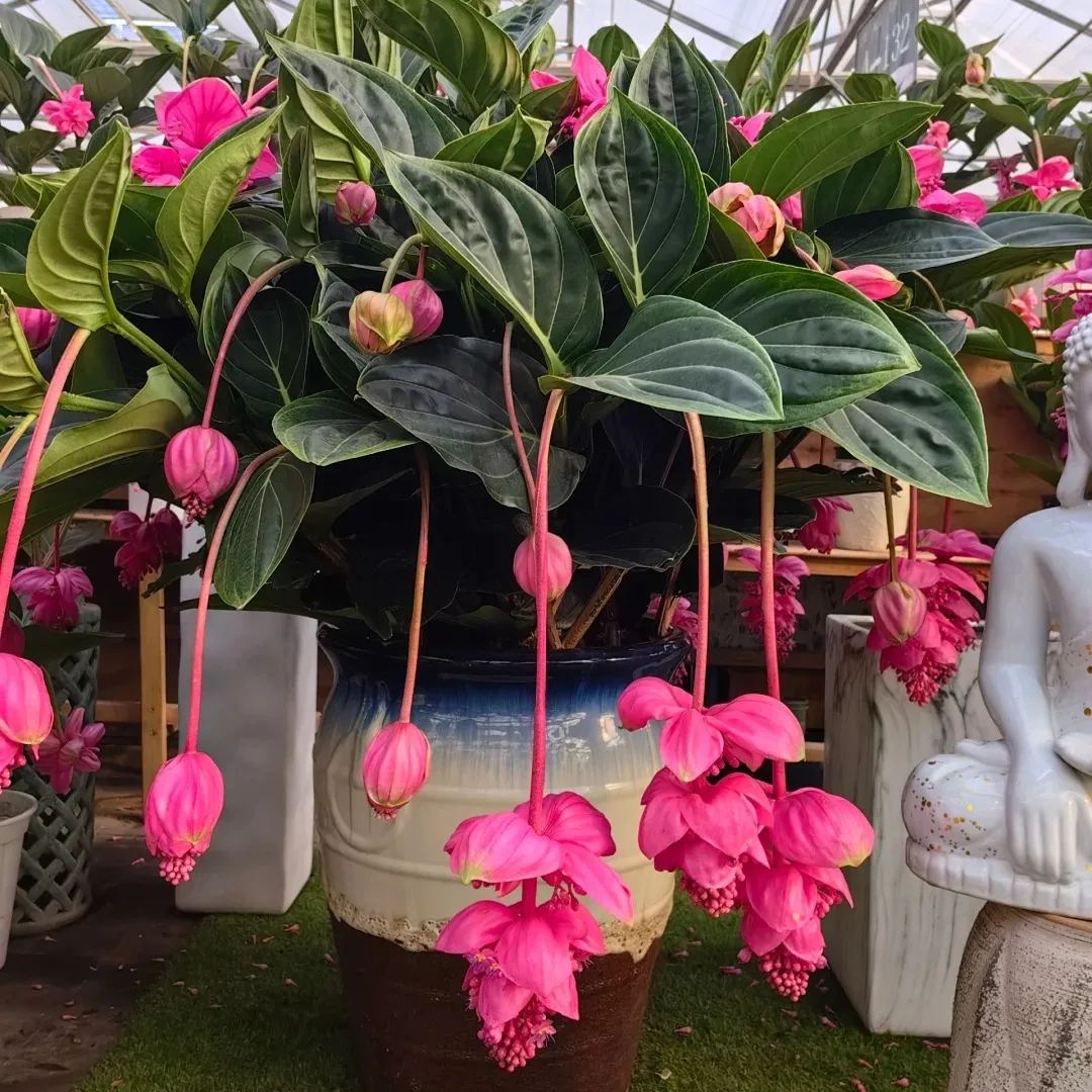 Medinilla magnifica