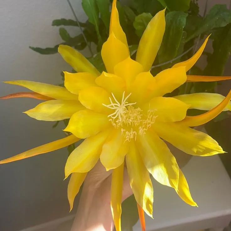 Epiphyllum Seeds, Queen of the Night Seeds