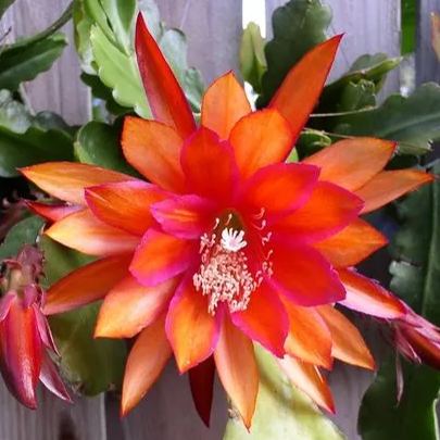 Epiphyllum Seeds, Queen of the Night Seeds