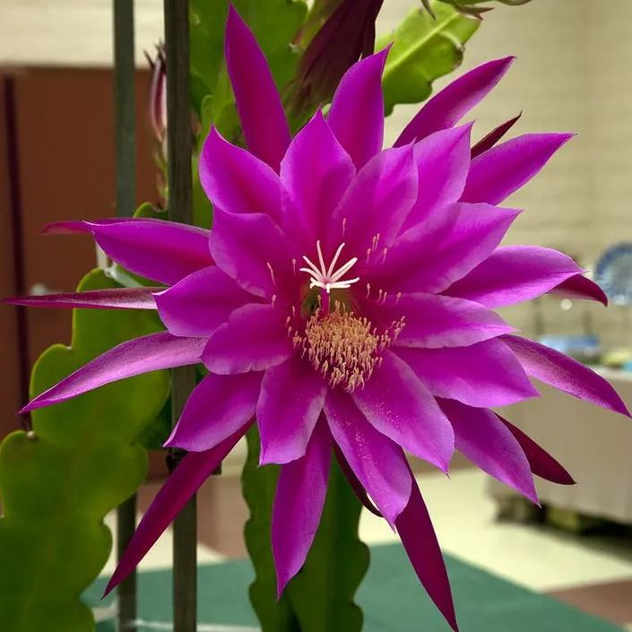 Epiphyllum Seeds, Queen of the Night Seeds