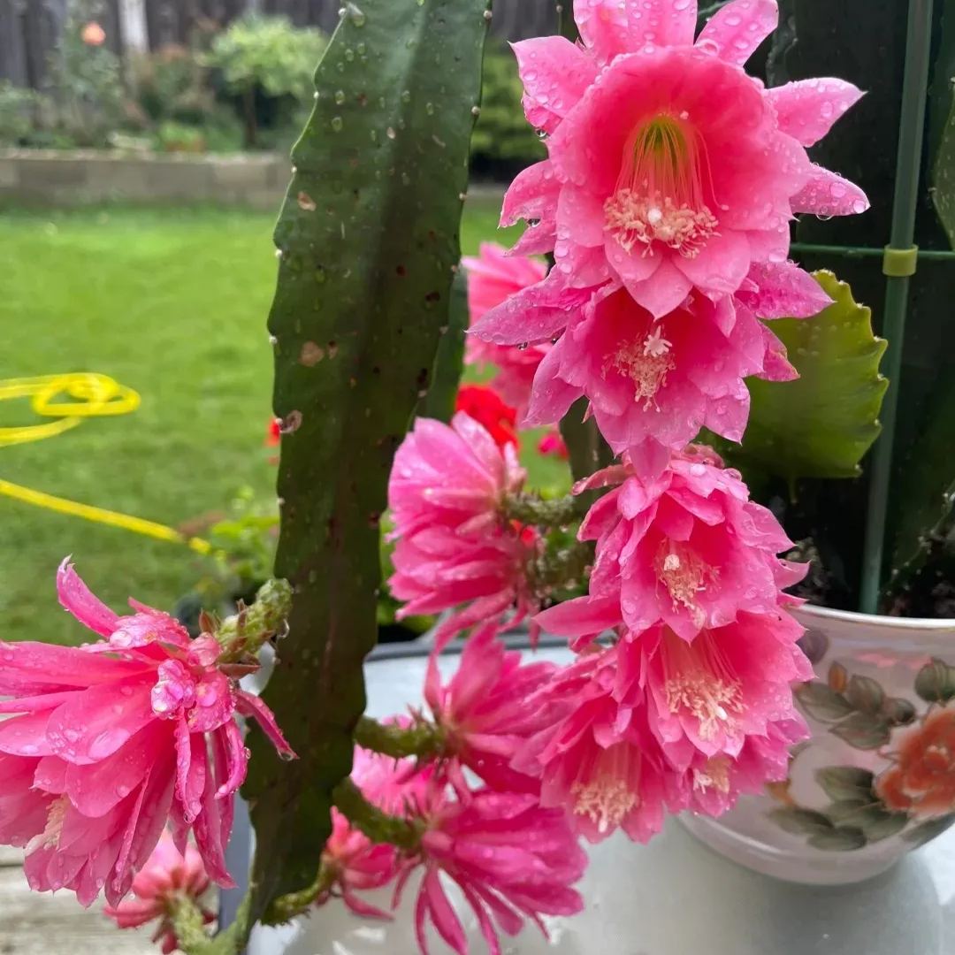 Epiphyllum Seeds, Queen of the Night Seeds