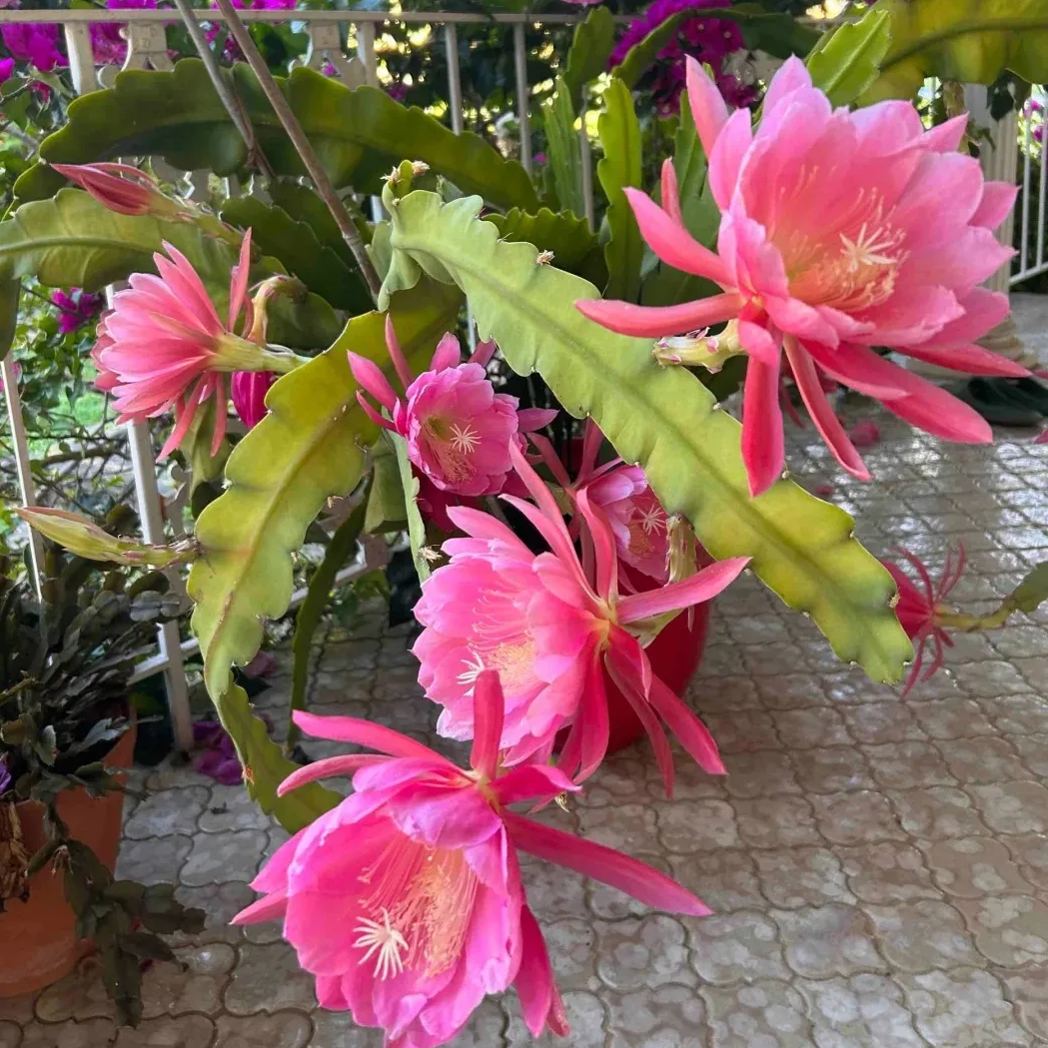 Epiphyllum Seeds, Queen of the Night Seeds