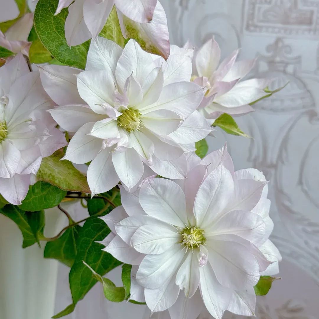 Clematis 'Haru-Hime'