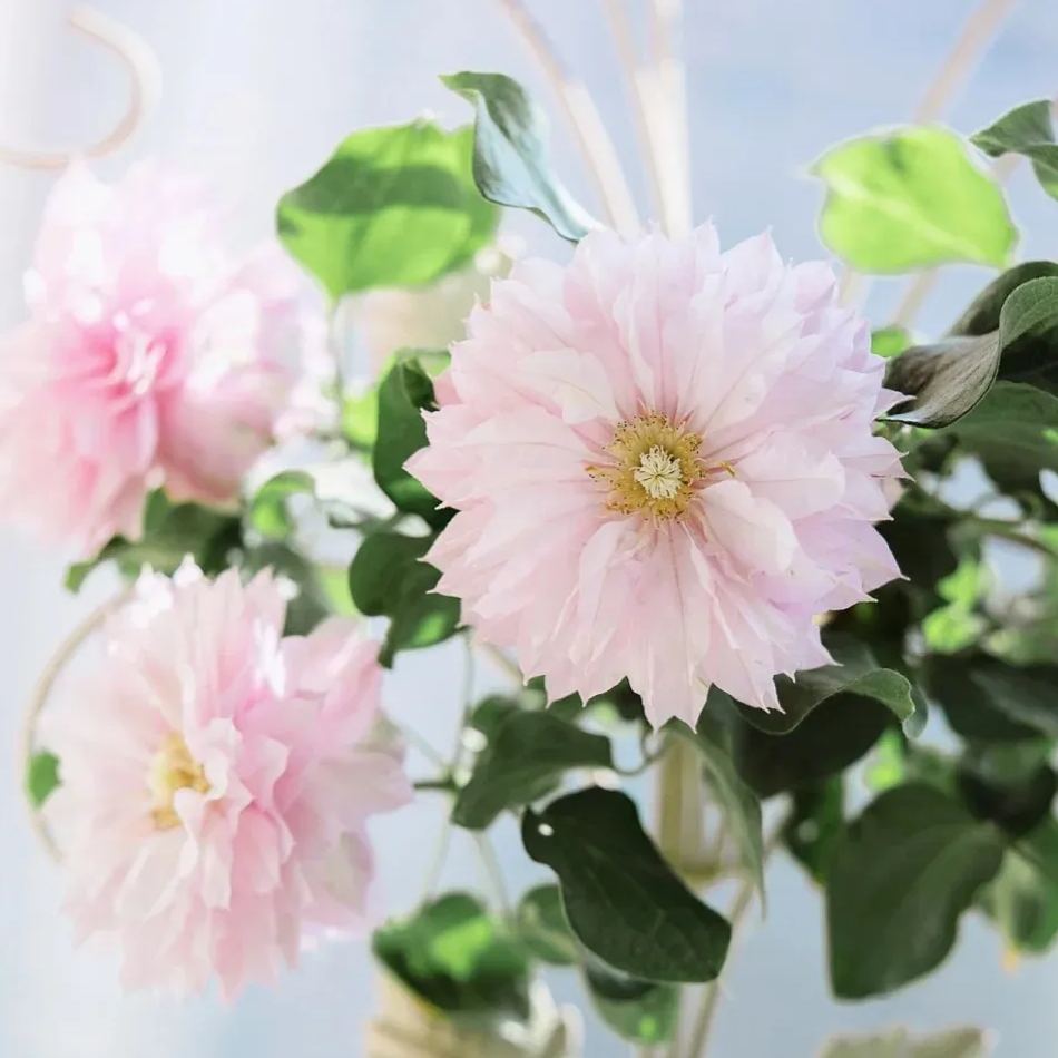 Clematis 'Haru-Hime'