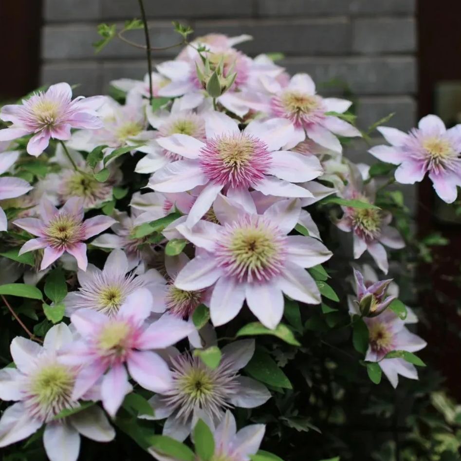 Clematis 'Yuehua'