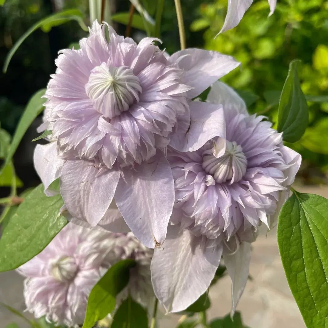 Clematis 'Yuehua'