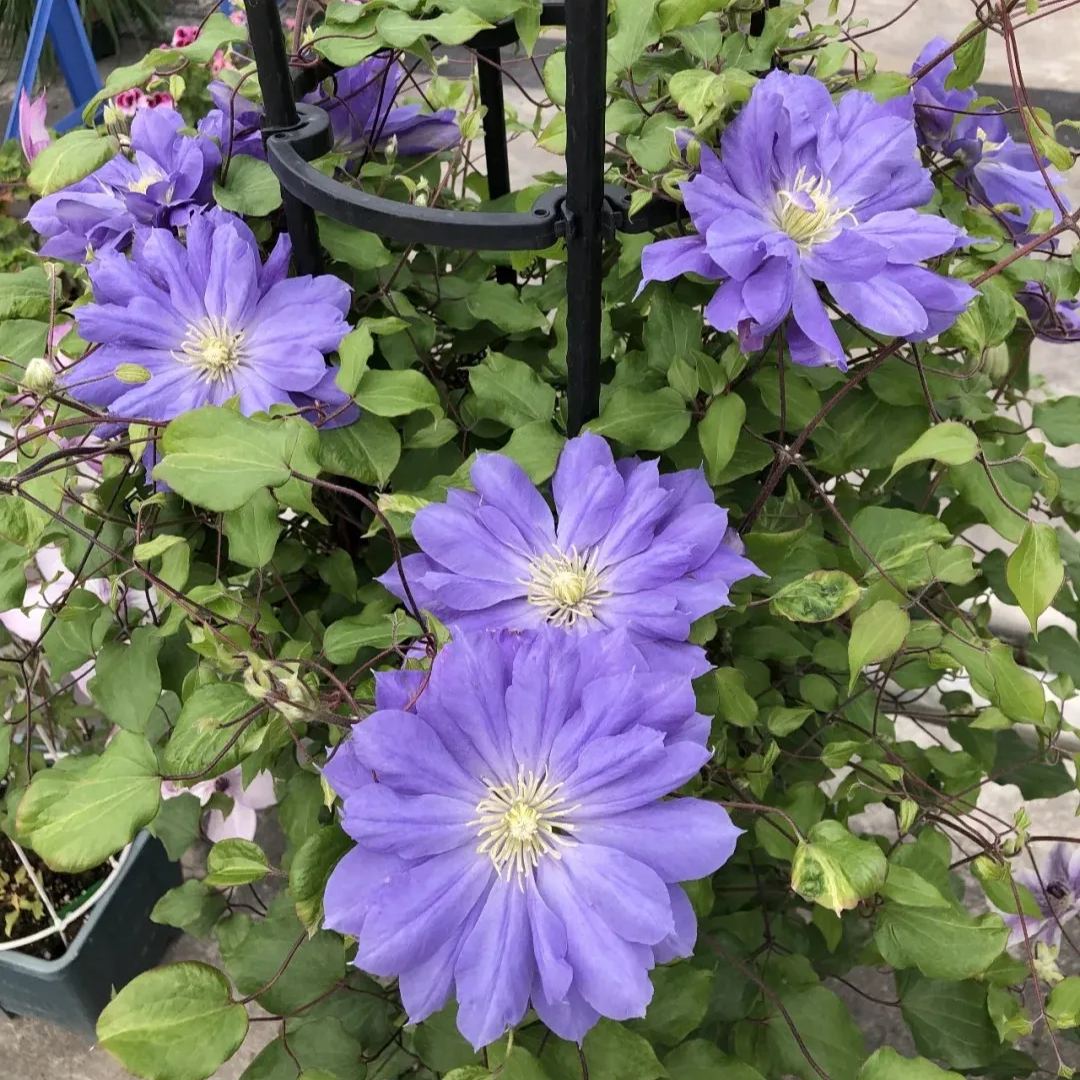 Clematis 'Copernicus'