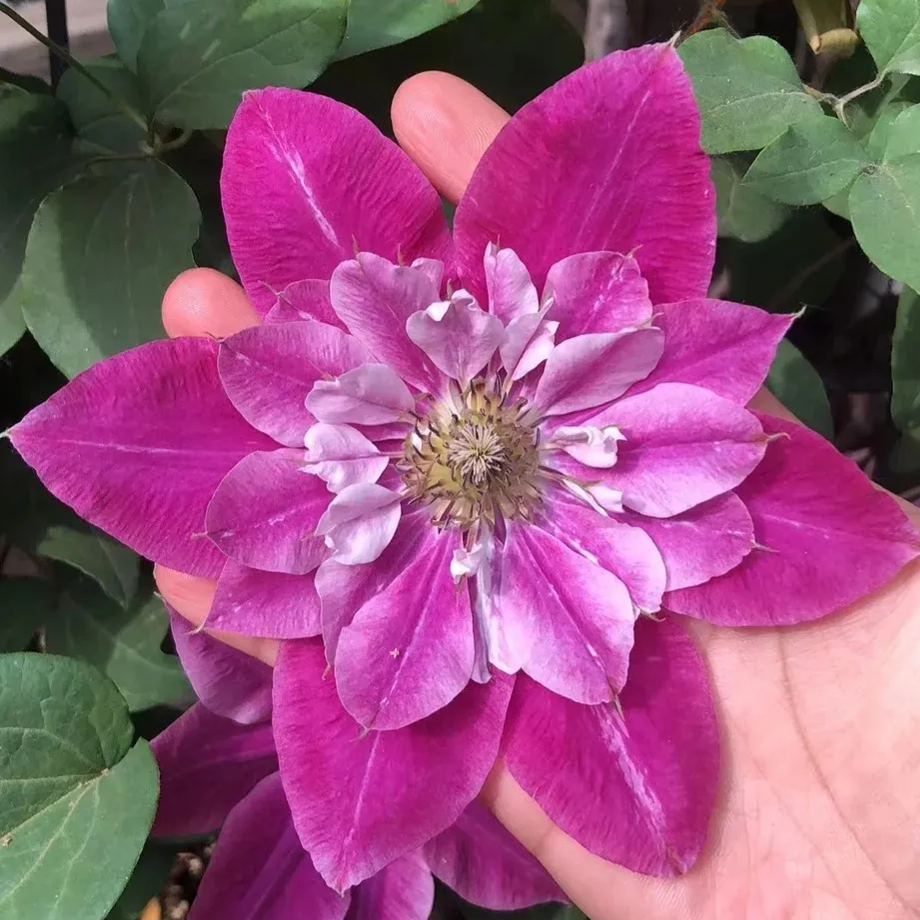 [Copy]Clematis 'Copernicus'