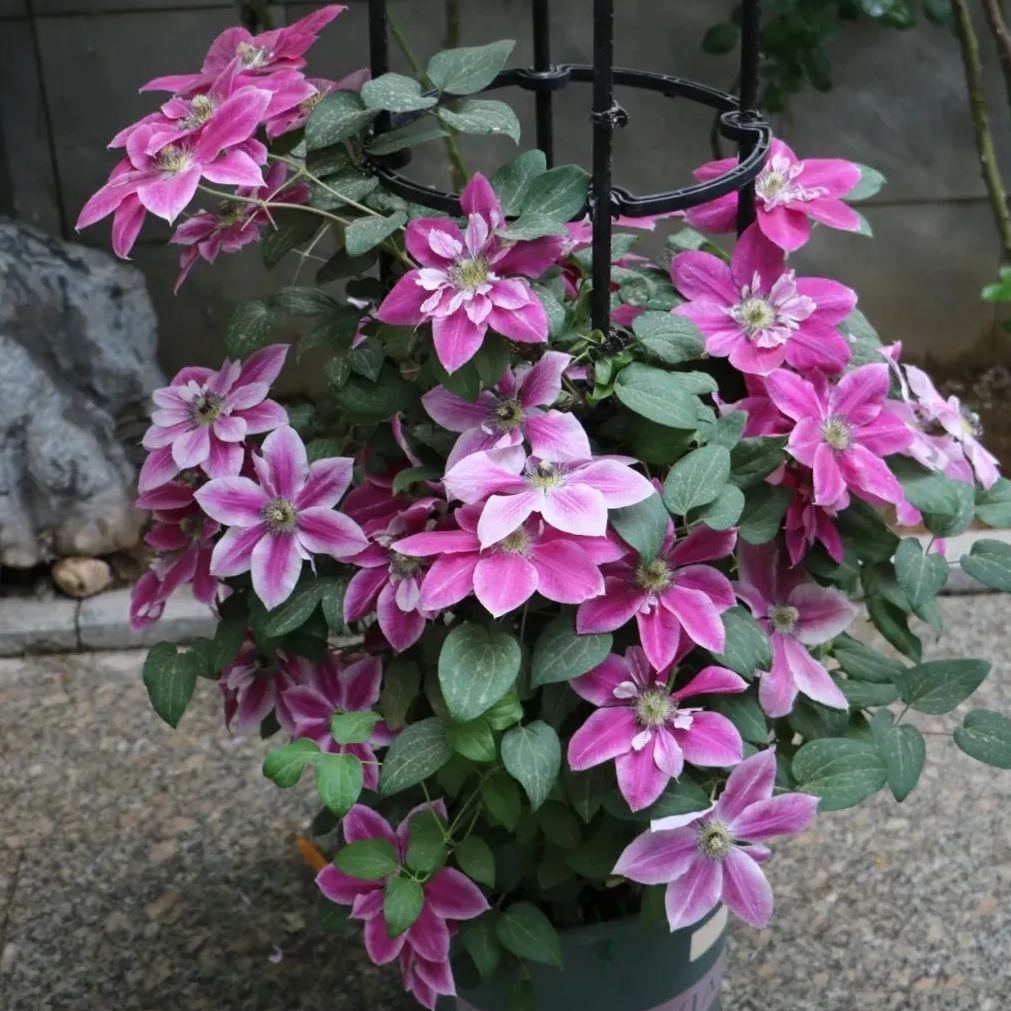 [Copy]Clematis 'Copernicus'