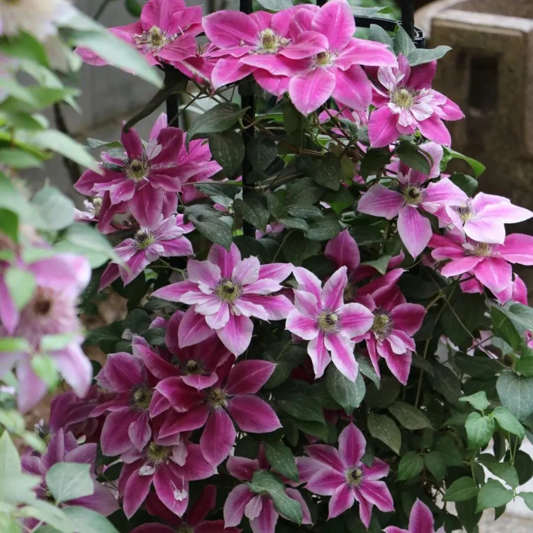 [Copy]Clematis 'Copernicus'