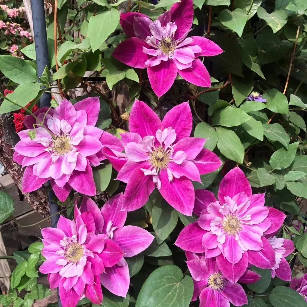 [Copy]Clematis 'Copernicus'