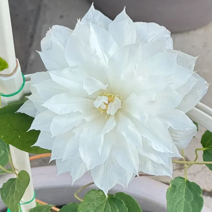 [Copy]Clematis 'Dear Friend'