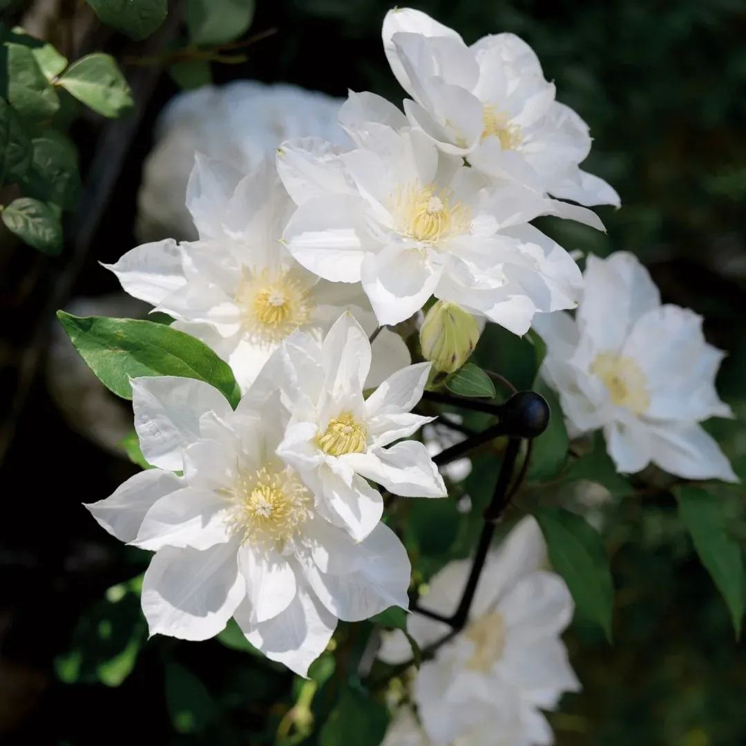 [Copy]Clematis 'Dear Friend'