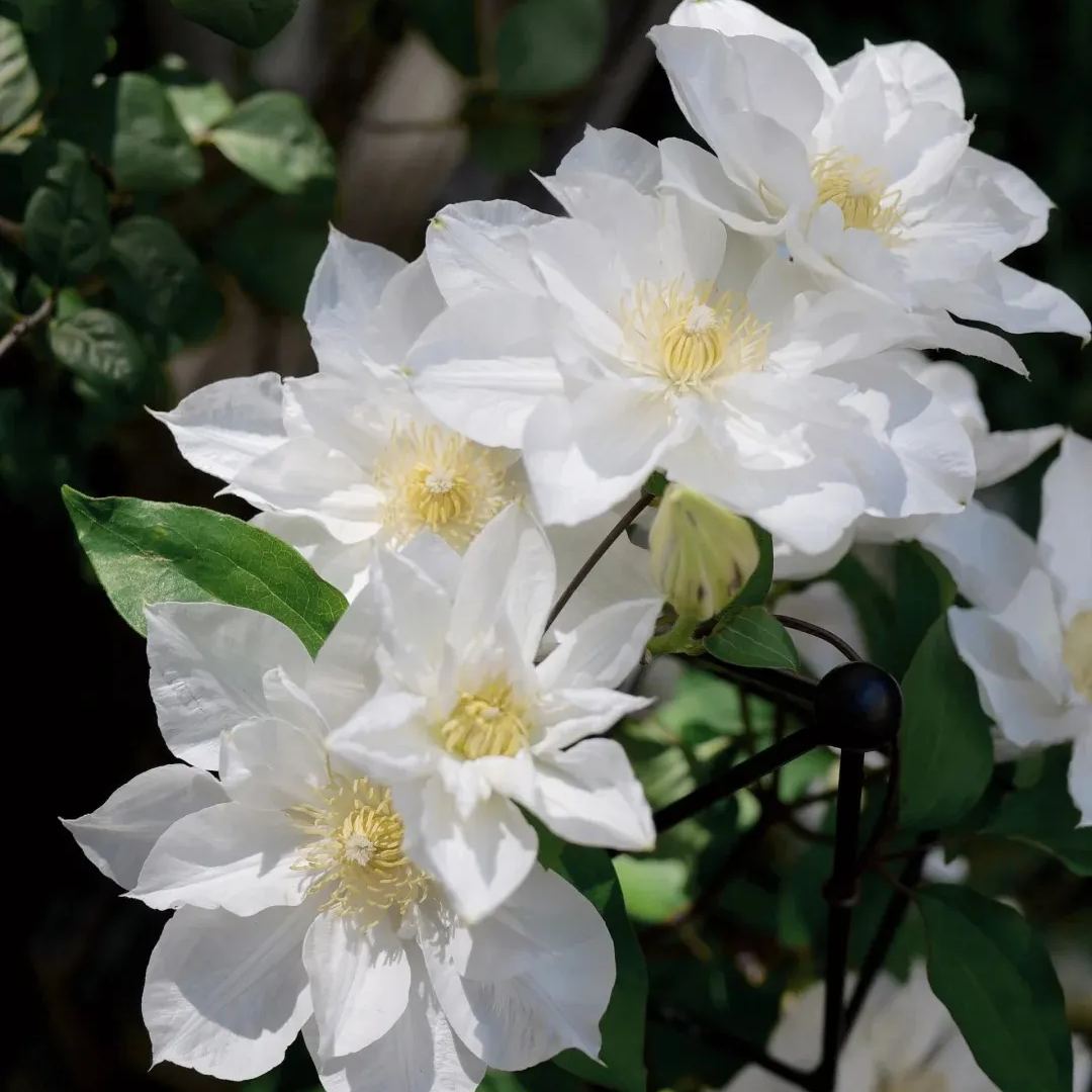 [Copy]Clematis 'Dear Friend'