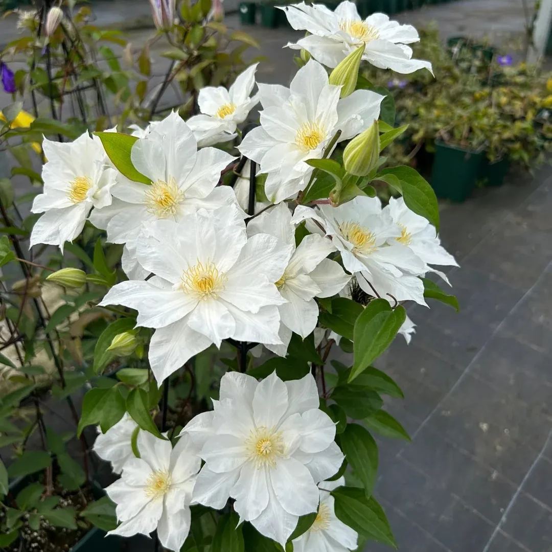 [Copy]Clematis 'Dear Friend'