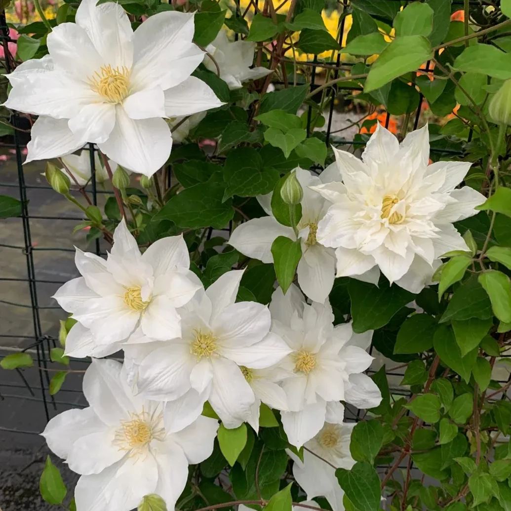 [Copy]Clematis 'Dear Friend'
