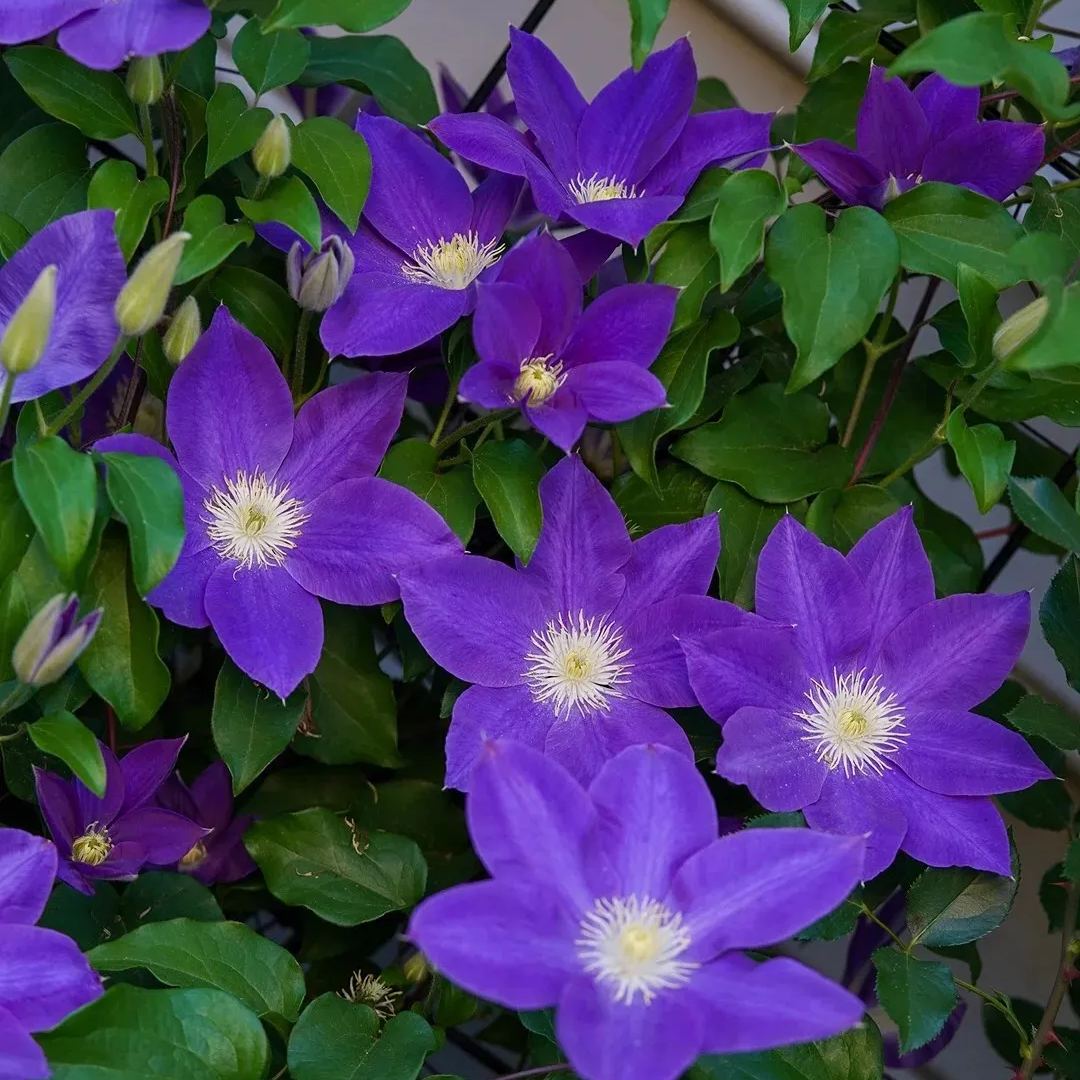 [Copy]Clematis 'Isago'
