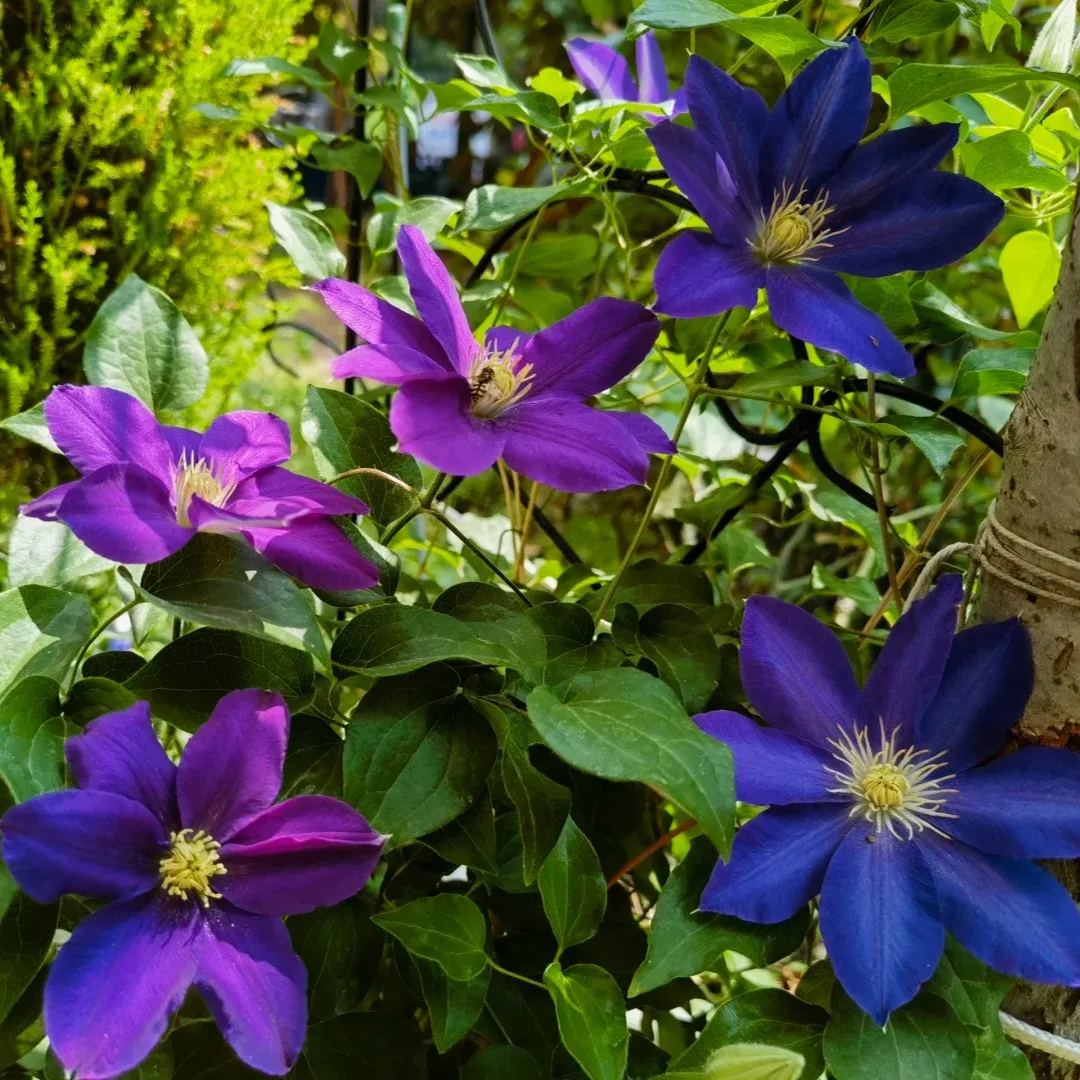 [Copy]Clematis 'Isago'