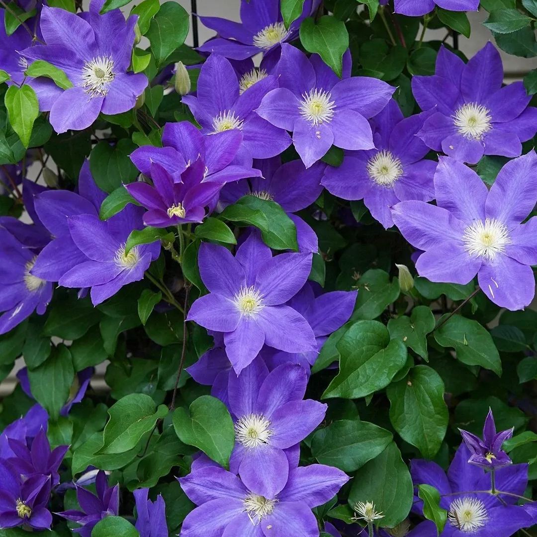 [Copy]Clematis 'Isago'