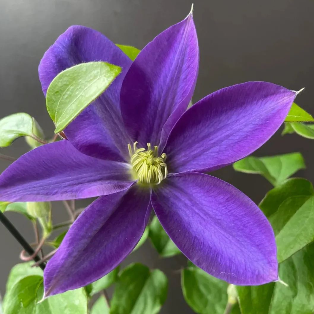 [Copy]Clematis 'Isago'