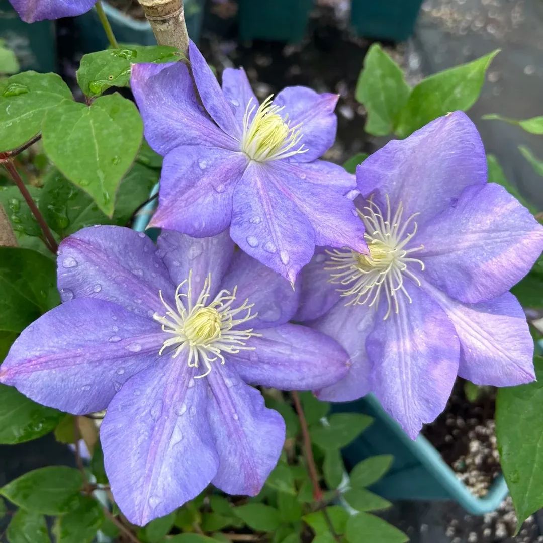 Clematis 'Blue Storm'