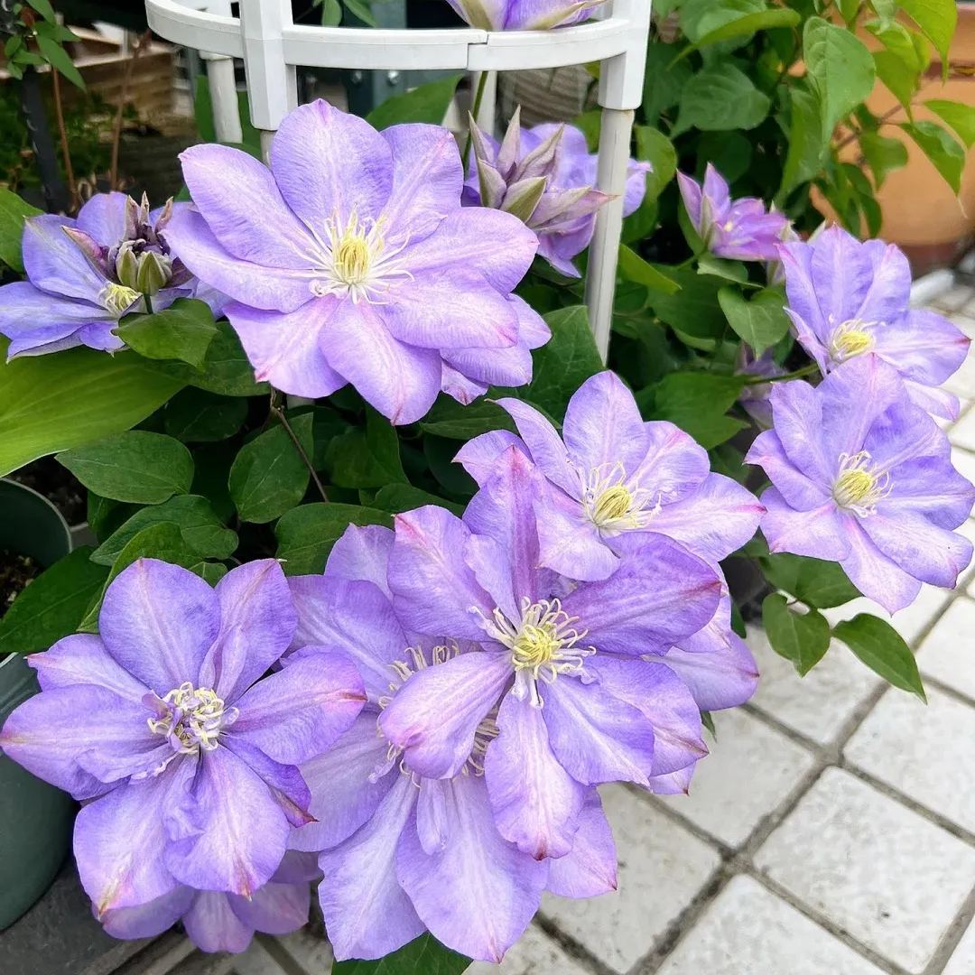 Clematis 'Blue Storm'