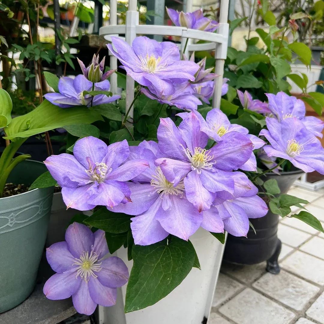 Clematis 'Blue Storm'