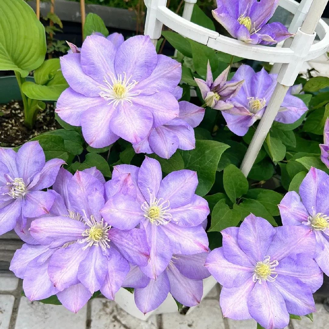 Clematis 'Blue Storm'